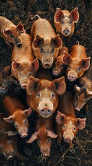 Aerial view of a group of piglets suckling a sow on a farm