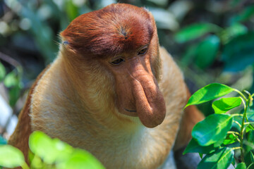 Wall Mural - proboscis monkey or nasalis larvatus