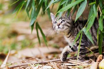 Wall Mural - Tabby kitten explores the garden