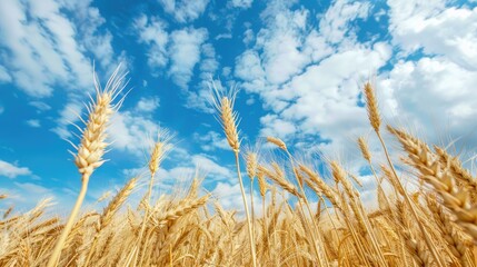 Wall Mural - Golden wheat with blue sky and white clouds