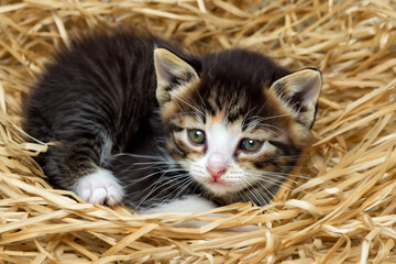 Wall Mural - kitten in a basket. small fluffy tricolor kitten sitting in a wicker basket, top view close up animal concept