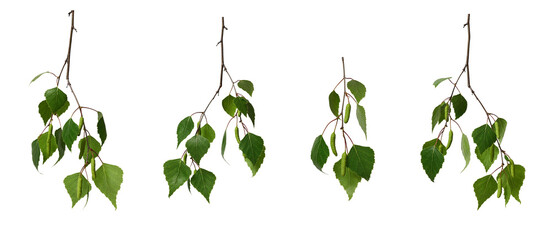 Wall Mural - set of birch branches with young green leaves and birch catkins (buds) isolated on a white backgroun