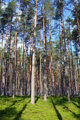 Wall Mural - Pine forest on summer day.