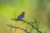 Fototapeta  - Africa - Kenya Star-fronted Weaver bird