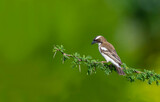 Fototapeta  - Africa-Kenya; White-browed sparrow weaver bird on tree branch.