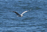 Fototapeta  - grey heron in flight