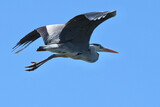 Fototapeta  - grey heron in flight