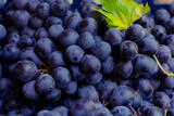 Fototapeta Pomosty - Ripe blue grapes in full frame view with leaf and stem or stalks