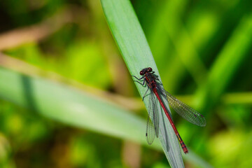 Canvas Print - Closeup of a dragonfly perched on green grass