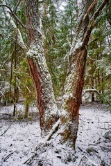 Wall Mural - Winter scene featuring two trees in a forest covered with snow.