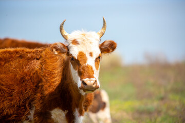 Wall Mural - A cow and a newborn calf graze on a pasture in a green meadow. The concept of animal husbandry and organic food.