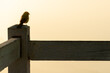 © Wirestock - Black crow perched on the fence at sunset.
