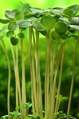 Wall Mural - Vibrant microgreens close up  healthy and fresh microgreen sprouts for nutritious eating