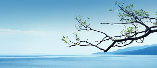 Poster - A tree branch stretching horizontally with a backdrop of natural scenery copy space image