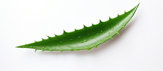 Poster - Top view of a fresh aloe vera plant with green leaves isolated on a white background A copy space image suitable for use in cosmetics
