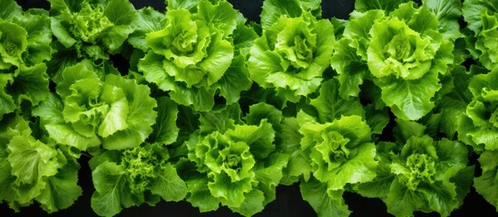 Aufkleber - A vibrant assortment of green lettuce leaves perfect for adding freshness to any dish with ample copy space in the background for customization