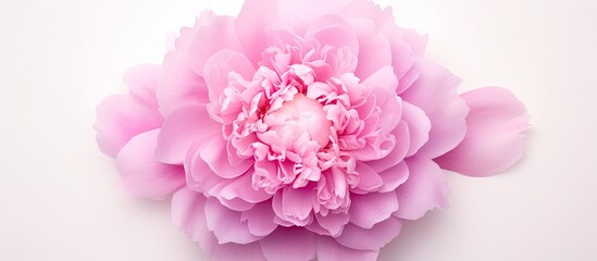 Poster - Top view of a pink peony flower displayed on a white background providing ample copy space for your text The flower is isolated creating a flat lay pattern