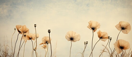 Poster - An image of a textured old paper background featuring dry seed pods of breadseed poppy. with copy space image. Place for adding text or design