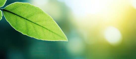 Poster - A stunning macro shot of a green leaf frame surrounded by blurred greenery The leaf s beautiful texture is illuminated by sunlight creating a natural and picturesque background with plenty of copy spa
