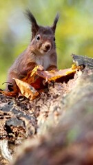 Wall Mural - Vertical footage of a red squirrel sitting on a rock eating nut in the woods with blur background