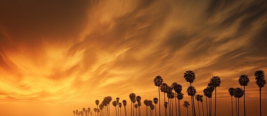 Aufkleber - A striking golden sky with dramatic clouds forms the backdrop for a captivating image of lonely sugar palm trees creating a mesmerizing silhouette. with copy space image