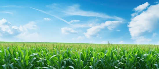 Aufkleber - Rural cornfield landscape with ample copy space image