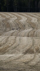 Poster - Rural plowed field with multiple trees