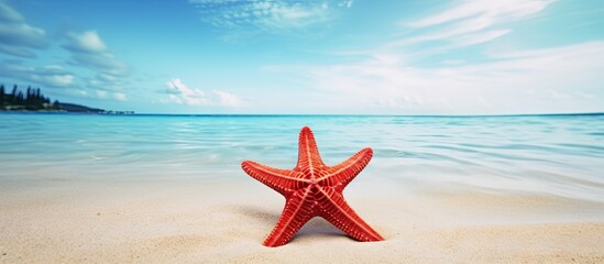 Poster - A vibrant red starfish rests on a beautiful tropical beach creating a picturesque scene ideal for copy space images