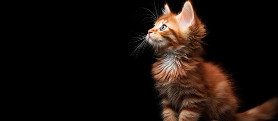 Poster - A stunning red Maine Coon kitten set against a black backdrop with room for text or a copy space image
