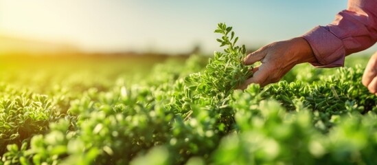 Poster - A senior Caucasian farmer is inspecting an alfalfa Medicago sativa lucerne plantation on a sunny summer day This real and authentic image represents the concepts of agriculture and farming with copy s