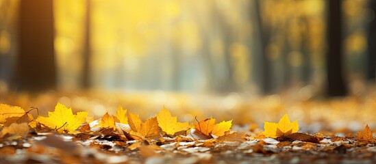 Poster - In the tranquil autumn afternoon a picturesque forest is adorned with vibrant yellow maple leaves creating a captivating copy space image on the ground