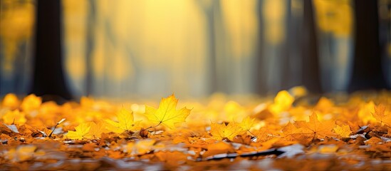 Poster - In the tranquil autumn afternoon a picturesque forest is adorned with vibrant yellow maple leaves creating a captivating copy space image on the ground