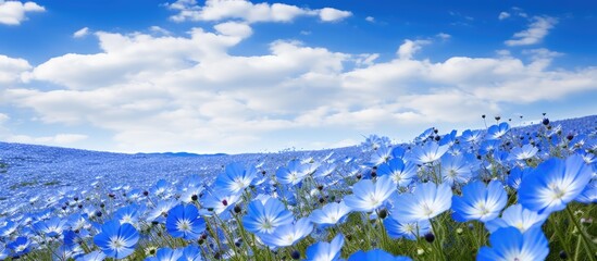 Poster - A stunning scenic view of a vibrant blue flower carpet covering the expansive nemophila flower field Ideal for copy space image