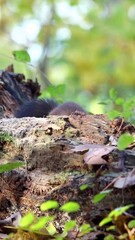 Wall Mural - Vertical footage of an Eurasian red squirrel sitting on a big tree branch eating nuts