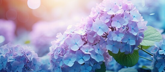 Poster - In the spring garden there is a copy space image featuring withered hydrangea flowers