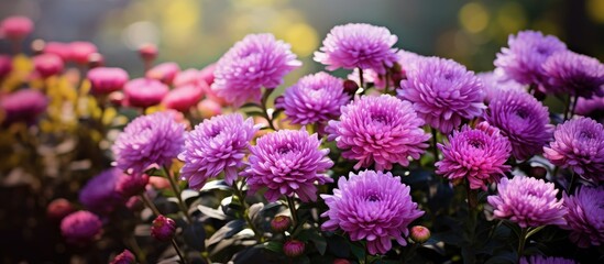Poster - In the summer garden there are stunning purple chrysanthemum flowers with a captivating visual appeal The scene offers an ideal backdrop for a copy space image