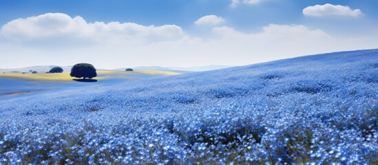Poster - A stunning scenic view of a vibrant blue flower carpet covering the expansive nemophila flower field Ideal for copy space image