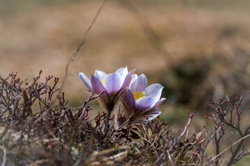 Pulsatilla montana, a anemone flower on a mountain meadow in the austrian alps in the hohe tauern national park at a spring day