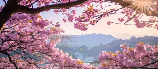 Poster - A serene image of cherry blossoms in Kamakura with plenty of empty space around them. with copy space image. Place for adding text or design