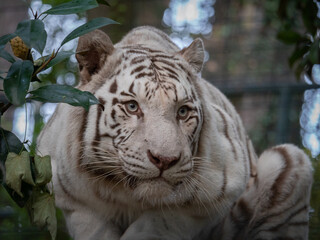 Wall Mural - Closeup shot of a majestic white tiger in the zoo. France