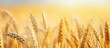 © StockKing - Golden wheat ears in a wheat field before harvest creating a picturesque view with abundant copy space image