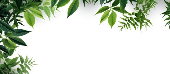 tropical tree branches with leaves isolated on a white background creating a lush green foliage back