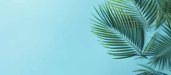 Poster - Minimal summer concept Top view green leaf on punchy pastel paper Creative flat lay with copy space Tropical palm leaves on blue background