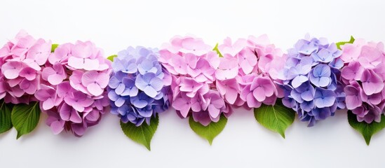 Poster - A copy space image of hortensia flowers set against a plain white backdrop