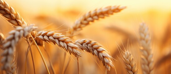 Poster - harvesting season concept macro shot of golden wheat ears at large cultivation field in soft orange 