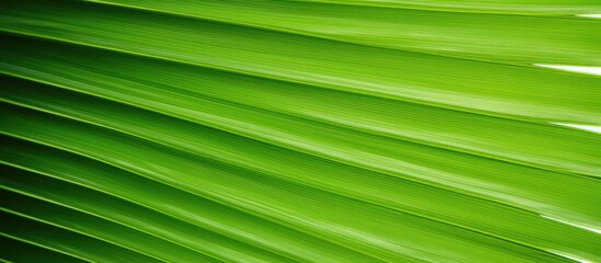 Poster - A detailed shot of the texture on a large palm leaf with ample space for adding text or graphics