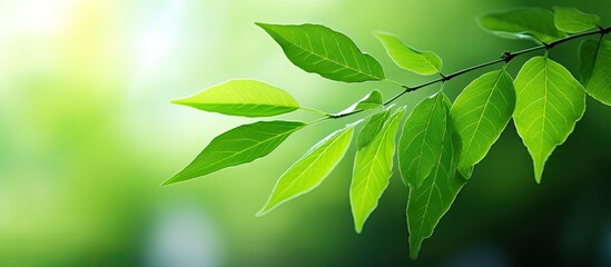 Poster - Closeup nature view of green leaf on blurred greenery background in garden with copy space for text Natural green plants landscape background wallpaper Ecology fresh concept Green leaves frame