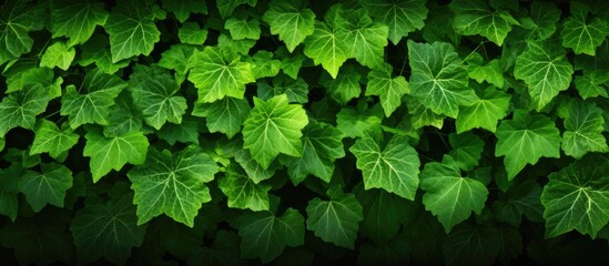 Aufkleber - Closeup of bunch of wild grapevine leaves in bright sunlight Green living fence overgrown with climbing plant Fresh luxuriant foliage texture. copy space available