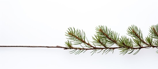 Poster - pine branch isolated on white background. copy space available