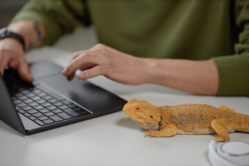 High angle view at yellow pet iguana sitting on desk with unrecognizable man using laptop copy space